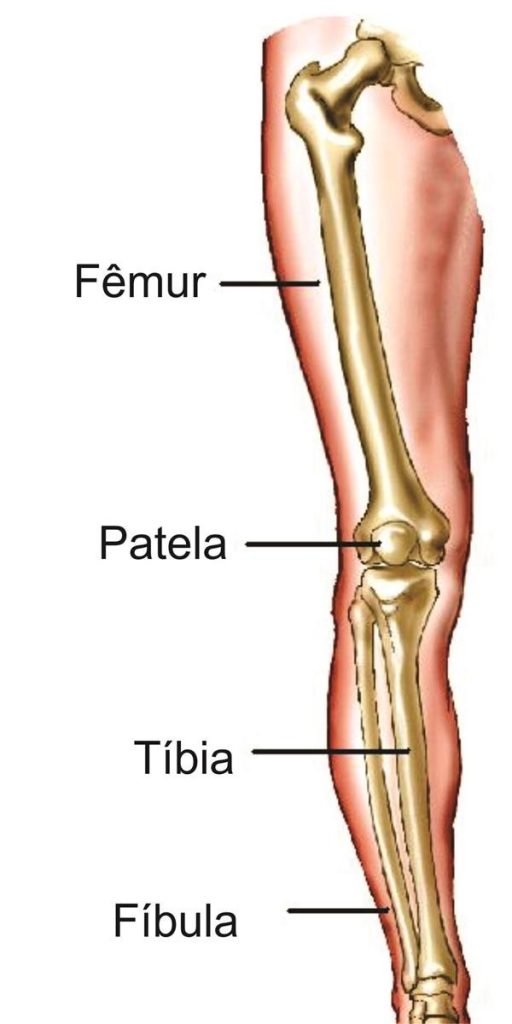 Quantos Ossos Tem O Corpo Humano Bma